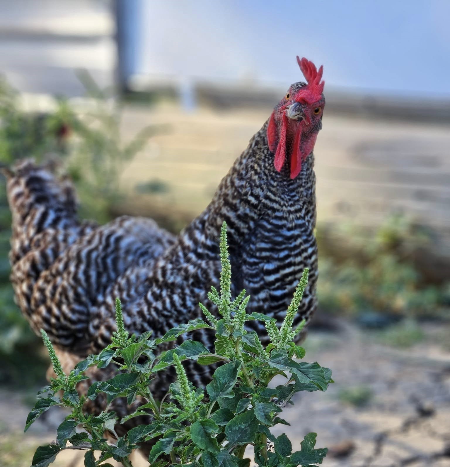 Egg